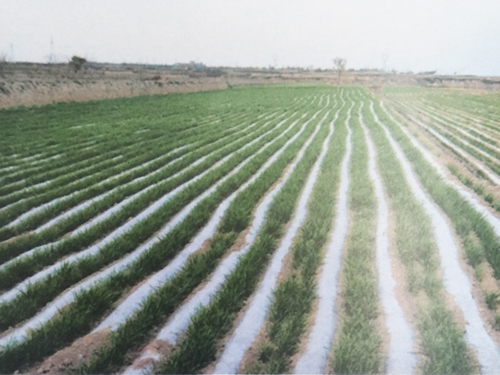 河南优质小麦种植基地