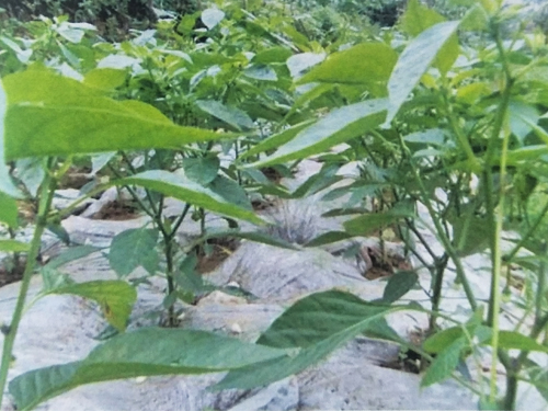 闻喜蔬菜种植基地