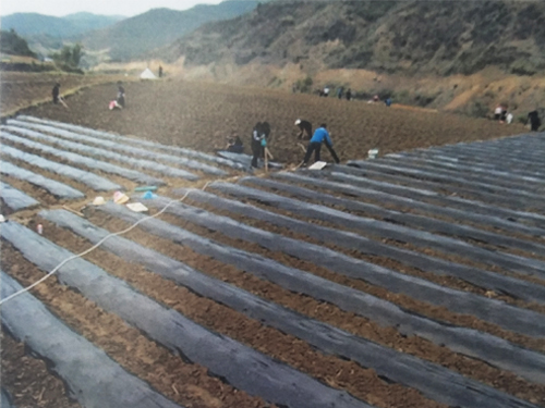 河南豫西优质烟叶种植基地