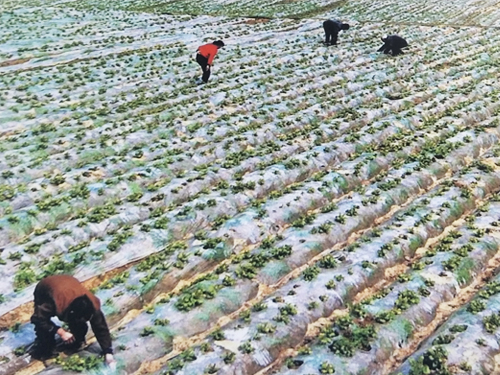 蒲县优质土豆种植基地