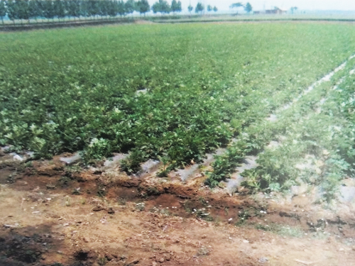 蒲县优质土豆种植基地